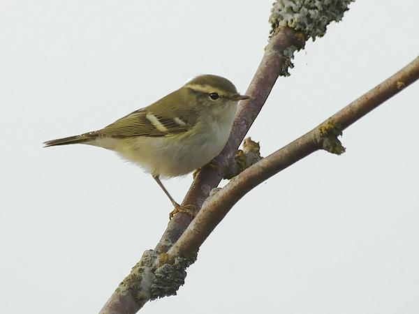 Taigauunilintu, Yellow-browed Warbler, Phylloscopus inornatus